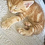 kitten, cat, sleeping, ginger, fur, paw, cute, pet, domestic_animal, animal, resting, indoors, cozy, soft, texture, relaxation, whiskers, closeup, adorable, peaceful