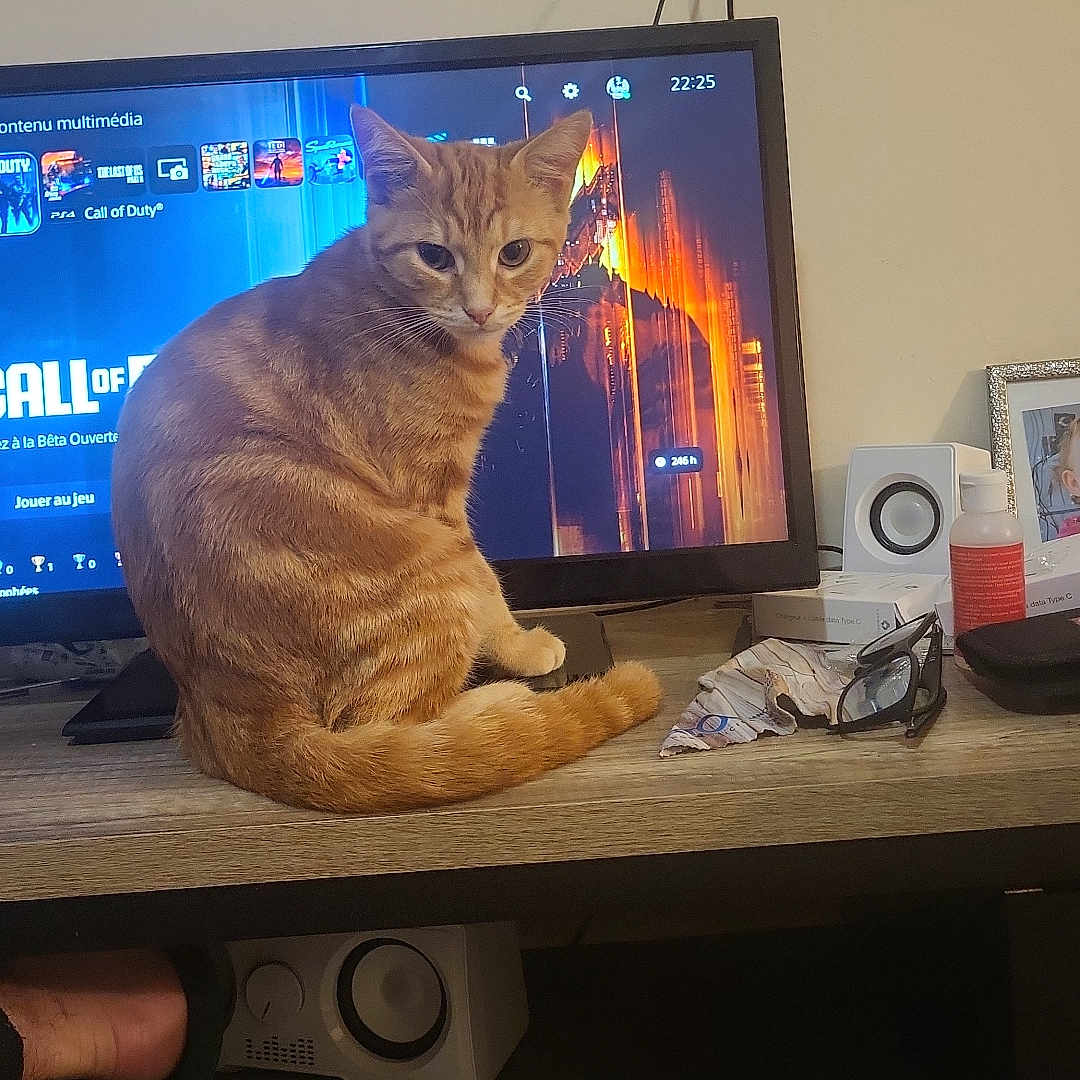 Simba participe au concours pour gagner de l'argent avec cette photo : blanket, bottle, cat, curious_cat, desk, electronics, feline, foot, gaming, glasses, home, indoor, orange_tabby, pet, photo_frame, screen, speaker, television, video_game, wooden_surface