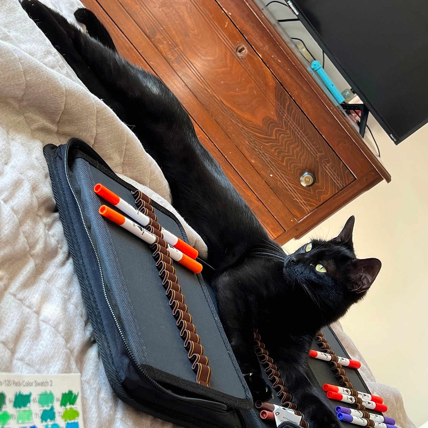 Luna joined the competition — help win amazing prizes! animal, bag, cabinet, cat, computer, computerhardware, drawer, electronics, furniture, hardware, hardwood, indoors, monitor, pen, pet, screen, stainedwood, table, tv, wood