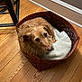 Lulu is registered to the contest to win money with this photo: dog, basket, blanket, wooden_floor, indoor, pet, resting, brown_dog, cozy, fur, home, flooring, animal, canine, furniture, quiet, relaxed, woven, corner, calm