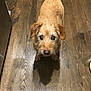 dog, pet, wooden_floor, indoor, curious, fur, animal, brown, small_dog, looking_up, shadow, flooring, domestic_animal, cute, companion, mammal, household, standing, portrait, canine