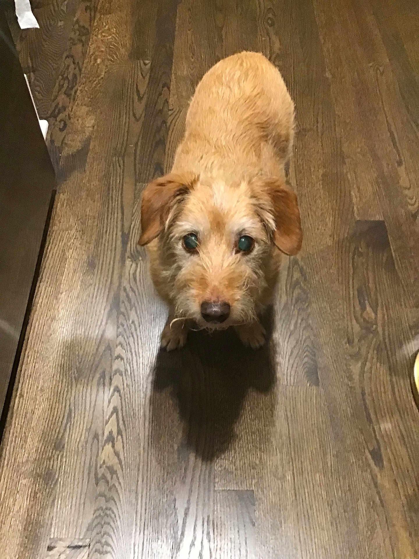 Lulu joined the competition — help win amazing prizes! dog, pet, wooden_floor, indoor, curious, fur, animal, brown, small_dog, looking_up, shadow, flooring, domestic_animal, cute, companion, mammal, household, standing, portrait, canine