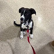 Mollie joined the competition — help win amazing prizes! dog, puppy, black_and_white, leash, tile_floor, indoor, sitting, collar, looking_up, pet, cute, paws, ears, nose, young_dog, small_dog, animal, domestic_animal, alert, floor