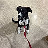 alert, animal, black_and_white, collar, cute, dog, domestic_animal, ears, floor, indoor, leash, looking_up, nose, paws, pet, puppy, sitting, small_dog, tile_floor, young_dog