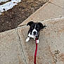 Mollie joined the competition — help win amazing prizes! dog, puppy, leash, sidewalk, concrete, snow, grass, paw, black_and_white, eyes, looking_up, walking, outdoors, winter, curb, collar, sitting, pavement, texture, adorable