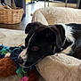 Mollie is registered to the contest to win money with this photo: dog, puppy, black_and_white_dog, dog_bed, rope_toy, plush_toy, pink_bone_toy, rug, hardwood_floor, basket, living_room, interior, pet_collar, closeup, resting, muzzle, eyes, toys, soft_bed, indoor_pet