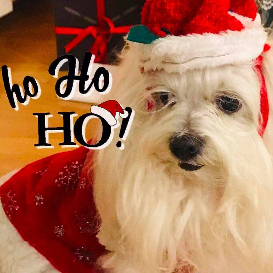 Hermès participe au concours pour gagner de l'argent avec cette photo : canidae, carnivore, christmas, christmas_eve, collar, companion_dog, costume_hat, dog, dog_breed, dog_supply, event, fictional_character, fur, holiday, santa_claus, snout, sporting_group, toy_dog, winter, working_animal
