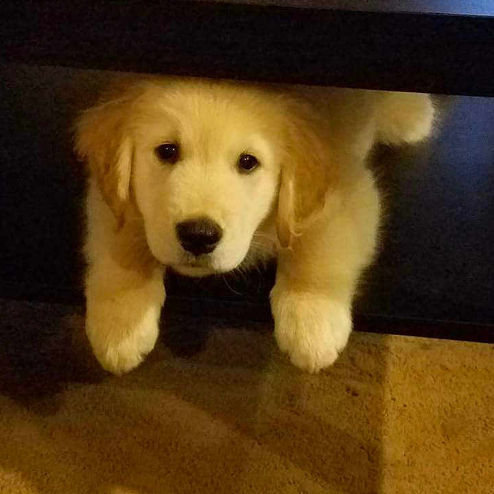 Charlie