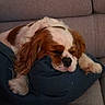 dog, sleeping, cushion, sofa, brown_and_white, pet, cozy, resting, fur, indoor, canine, relaxation, paw, snout, closed_eyes, domestic_animal, companion, living_room, comfort, cute