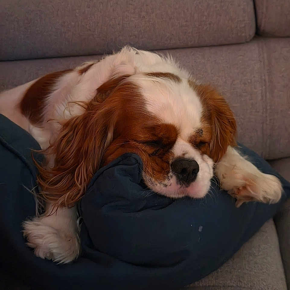 Sweete participe au concours pour gagner de l'argent avec cette photo : dog, sleeping, cushion, sofa, brown_and_white, pet, cozy, resting, fur, indoor, canine, relaxation, paw, snout, closed_eyes, domestic_animal, companion, living_room, comfort, cute