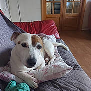 Floyd is registered to the contest to win money with this photo: dog, couch, pillow, toy, living_room, wooden_door, floor, pet, resting, indoor, white_dog, brown_spot, comfort, relaxation, home, furniture, canine, domestic, cozy, quiet