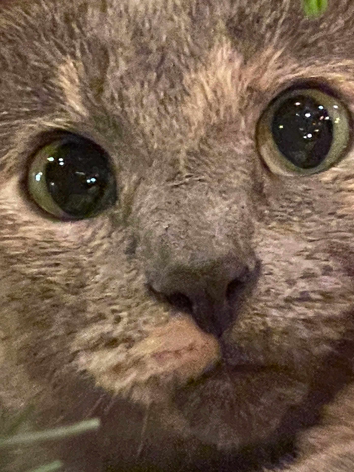 Wilson