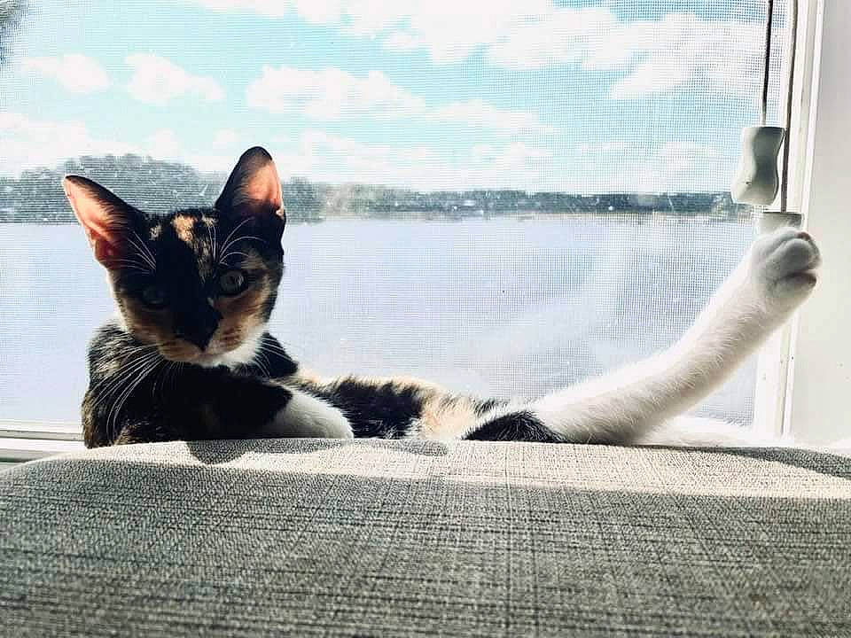 Cher is registered to the contest to win money with this photo: black_cat, carnivore, cat, cloud, domestic_short_haired_cat, felidae, fur, grey, lake, paw, sitting, sky, small_to_medium_sized_cats, snout, tail, tree, water, whiskers, wildlife, window