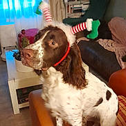 Vicente participe au concours pour gagner de l'argent avec cette photo : dog, brown_and_white, spotted, pet, living_room, couch, furniture, headband, festive, holiday, decor, curtains, lamp, table, plant, wood_floor, cozy, indoor, alert, animal