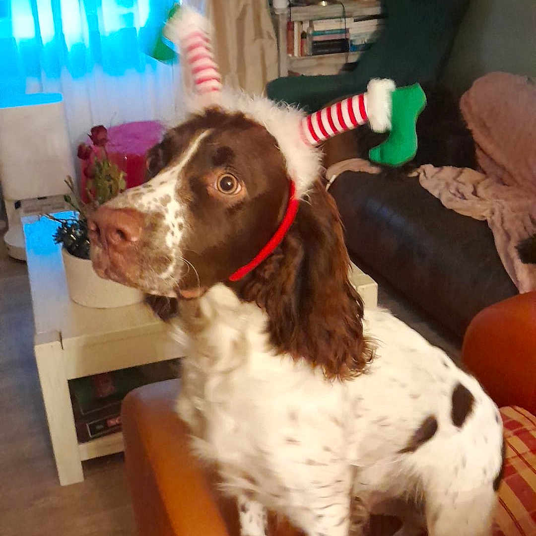 Vicente participe au concours pour gagner de l'argent avec cette photo : alert, animal, brown_and_white, couch, cozy, curtains, decor, dog, festive, furniture, headband, holiday, indoor, lamp, living_room, pet, plant, spotted, table, wood_floor
