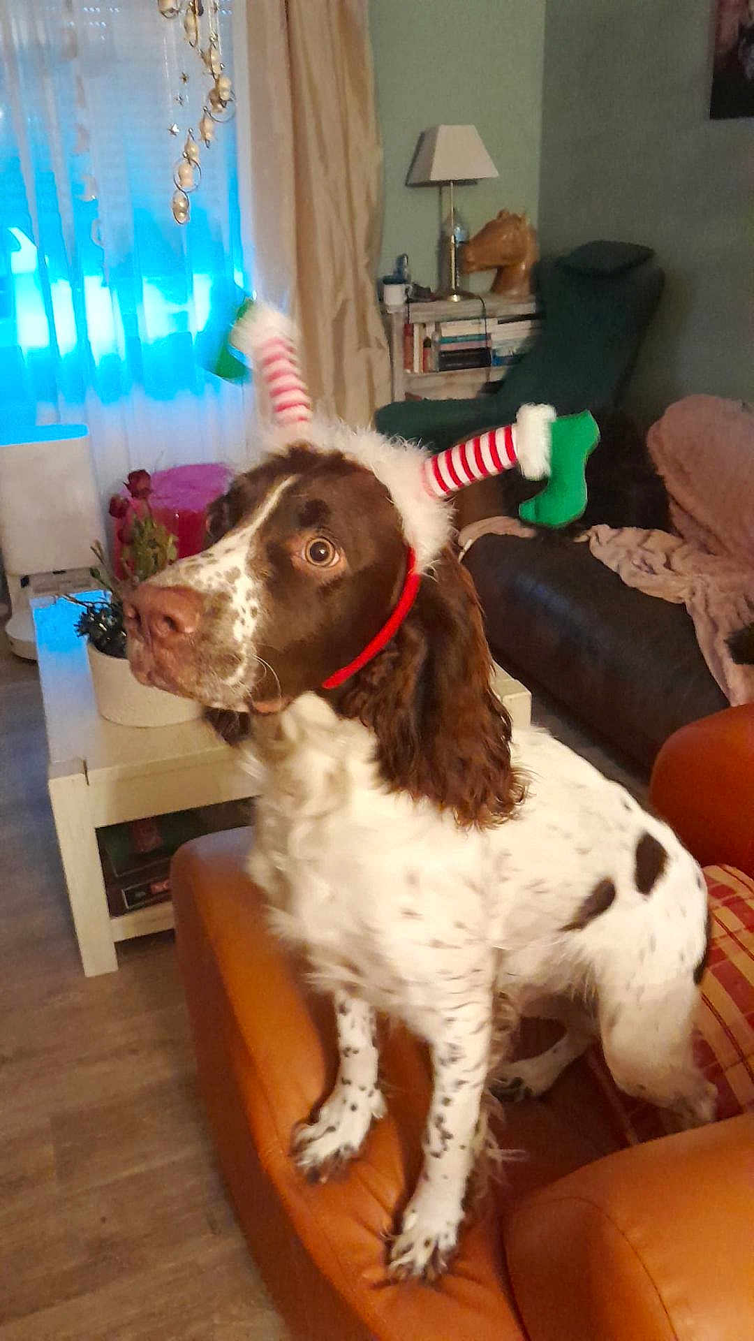 Vicente participe au concours pour gagner de l'argent avec cette photo : dog, brown_and_white, spotted, pet, living_room, couch, furniture, headband, festive, holiday, decor, curtains, lamp, table, plant, wood_floor, cozy, indoor, alert, animal