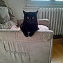 Berlioz a rejoint le concours — aidez-le/la à gagner de superbes lots ! black_cat, cat, furniture, couch, armrest, window, radiator, floor, indoor, pet, animal, resting, looking, cozy, living_room, domestic, home, feline, relaxed, soft_light