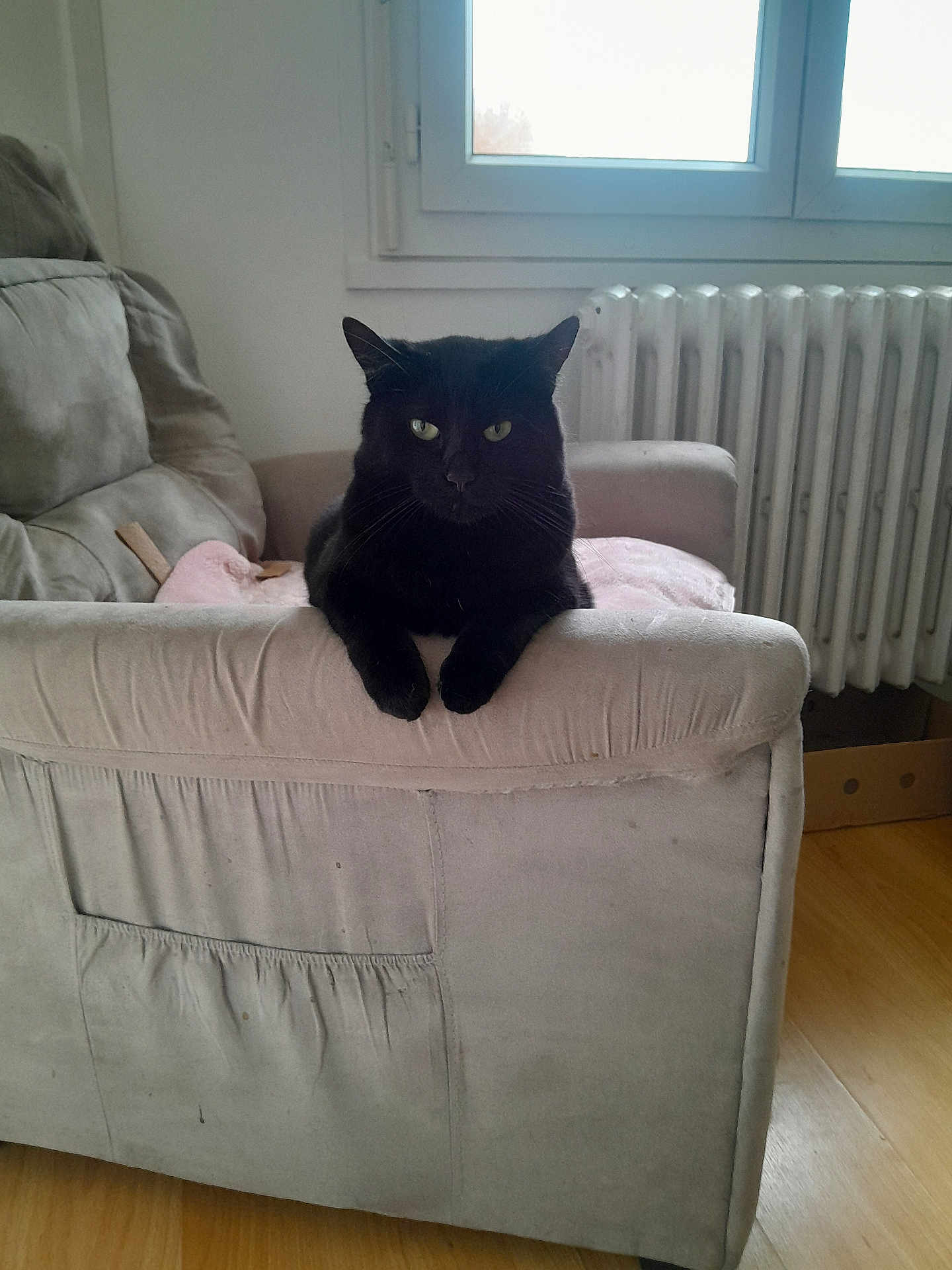 Berlioz a rejoint le concours — aidez-le/la à gagner de superbes lots ! black_cat, cat, furniture, couch, armrest, window, radiator, floor, indoor, pet, animal, resting, looking, cozy, living_room, domestic, home, feline, relaxed, soft_light