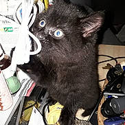 Berlioz a rejoint le concours — aidez-le/la à gagner de superbes lots ! black_kitten, cat, blue_eyes, cord, coins, keys, tabletop, clutter, household_items, flash_photo, curious, pet, furry, indoor, closeup, paw, playing, small, domestic_cat, feline