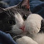 Hoover is registered to the contest to win money with this photo: cat, close_up, paw, grey_cat, white_cat, pet, feline, cute, whiskers, nose, eyes, indoor, soft, cozy, fur, animal, sleepy, resting, comfort, blue_background
