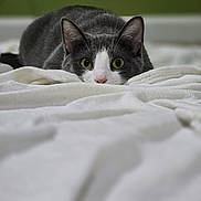Hoover is registered to the contest to win money with this photo: cat, gray_cat, white_cat, pet, animal, indoor, bed, blanket, soft, cute, curious, whiskers, ears, face, eyes, nose, cozy, feline, resting, closeup