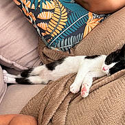 Yoshi a rejoint le concours — aidez-le/la à gagner de superbes lots ! cat, black_and_white_cat, sleeping, cozy, blanket, couch, pillow, indoor, relaxation, pet, animal, feline, resting, soft_texture, comfort, home, domestic, pink_paws, fur, cute