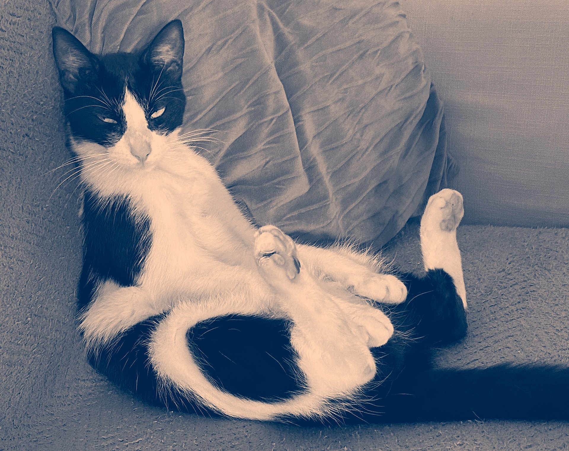 Yoshi