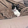 Yoshi a rejoint le concours — aidez-le/la à gagner de superbes lots ! kitten, cat, black_and_white, blanket, couch, cozy, fur, pet, indoor, cute, animal, relaxing, soft, small, young, whiskers, nose, ears, comfort, feline