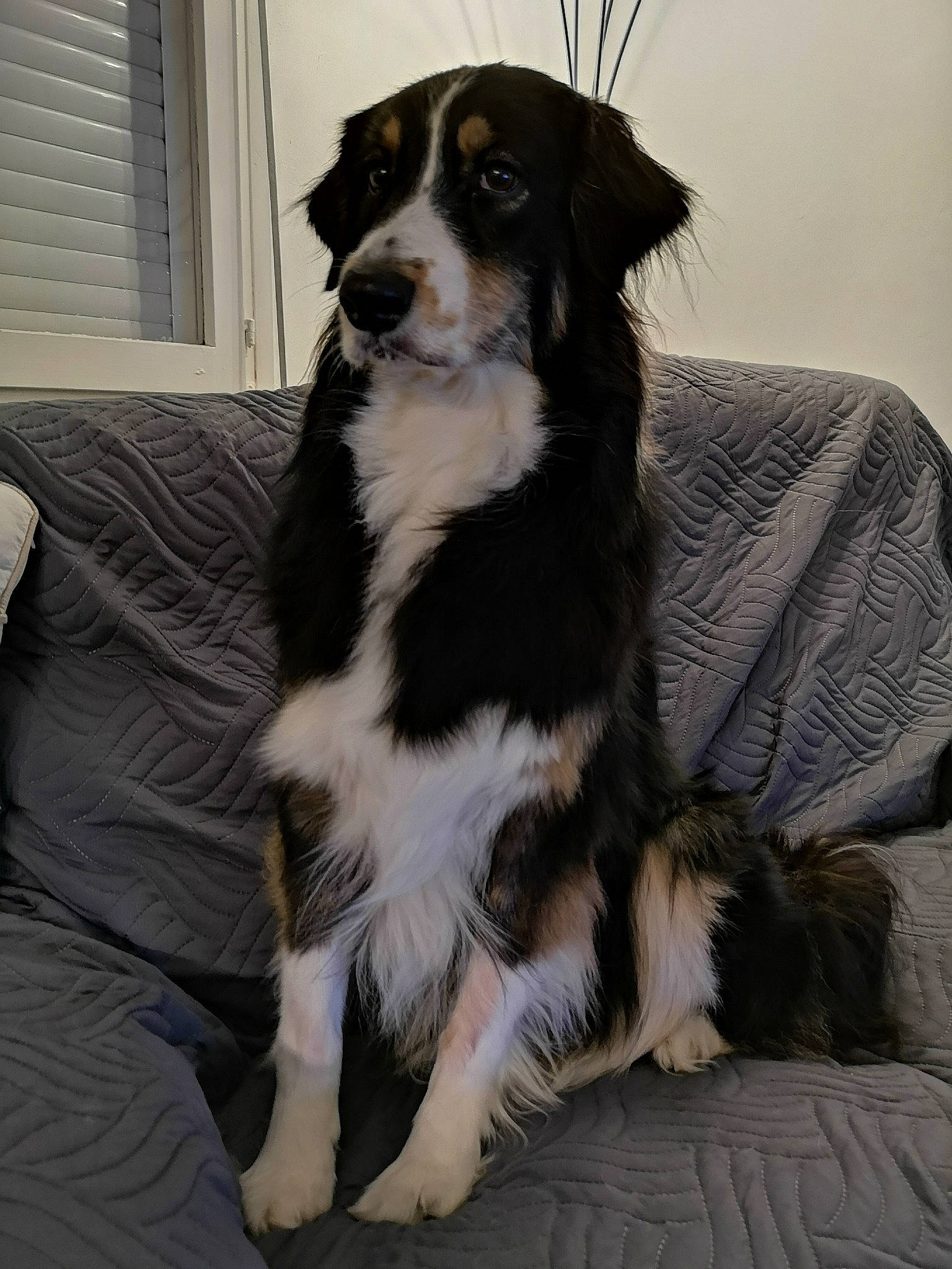 Isis a rejoint le concours — aidez-le/la à gagner de superbes lots ! australian_collie, australian_shepherd, bernese_mountain_dog, canidae, carnivore, companion_dog, dog, dog_breed, english_shepherd, fur, mammal, rare_breed_dog, snout, sporting_group, vertebrate, working_dog