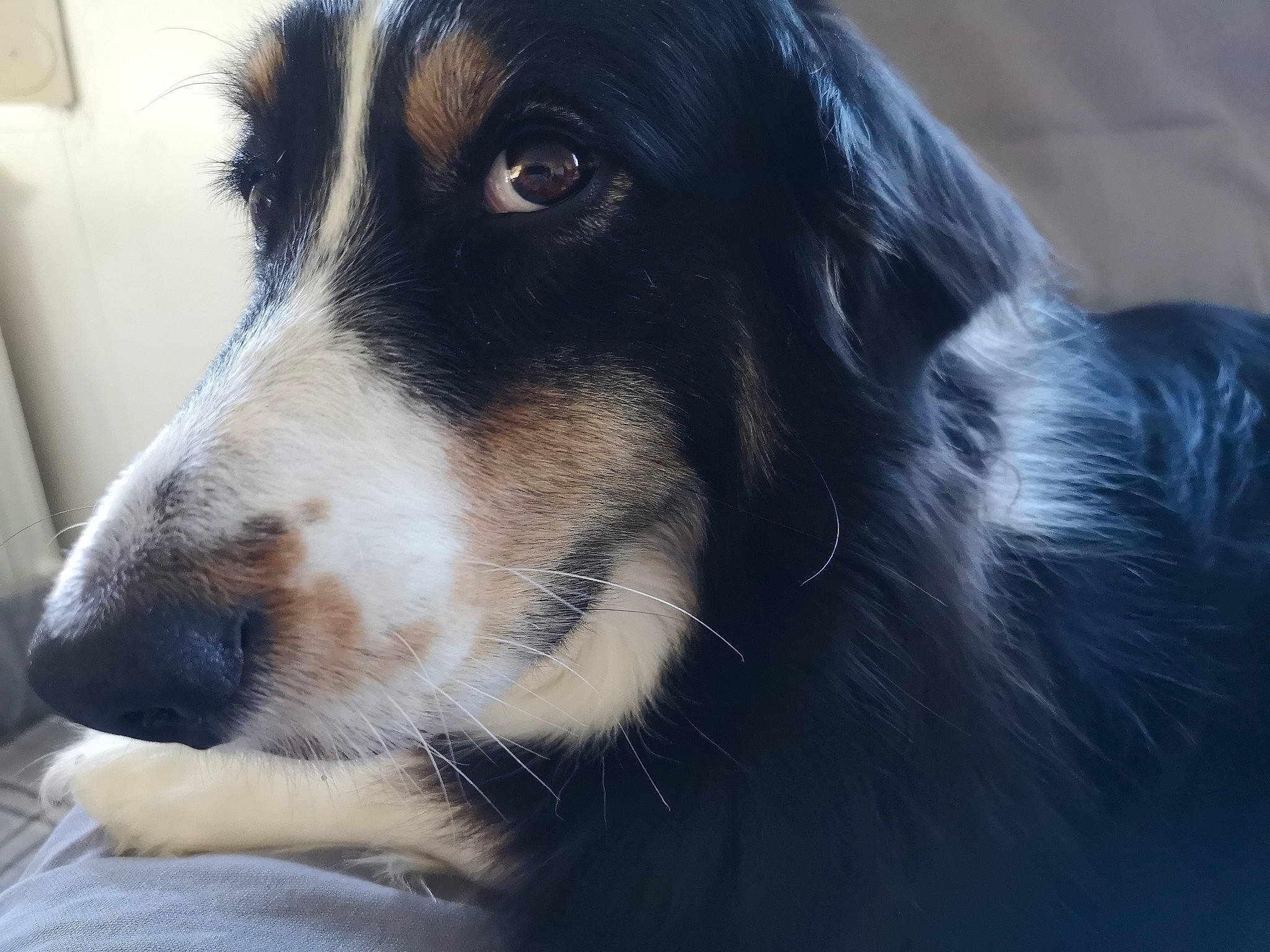 Isis a rejoint le concours — aidez-le/la à gagner de superbes lots ! australian_collie, australian_shepherd, border_collie, canidae, carnivore, companion_dog, dog, dog_breed, english_shepherd, mammal, nose, rare_breed_dog, snout, sporting_group, vertebrate, working_dog