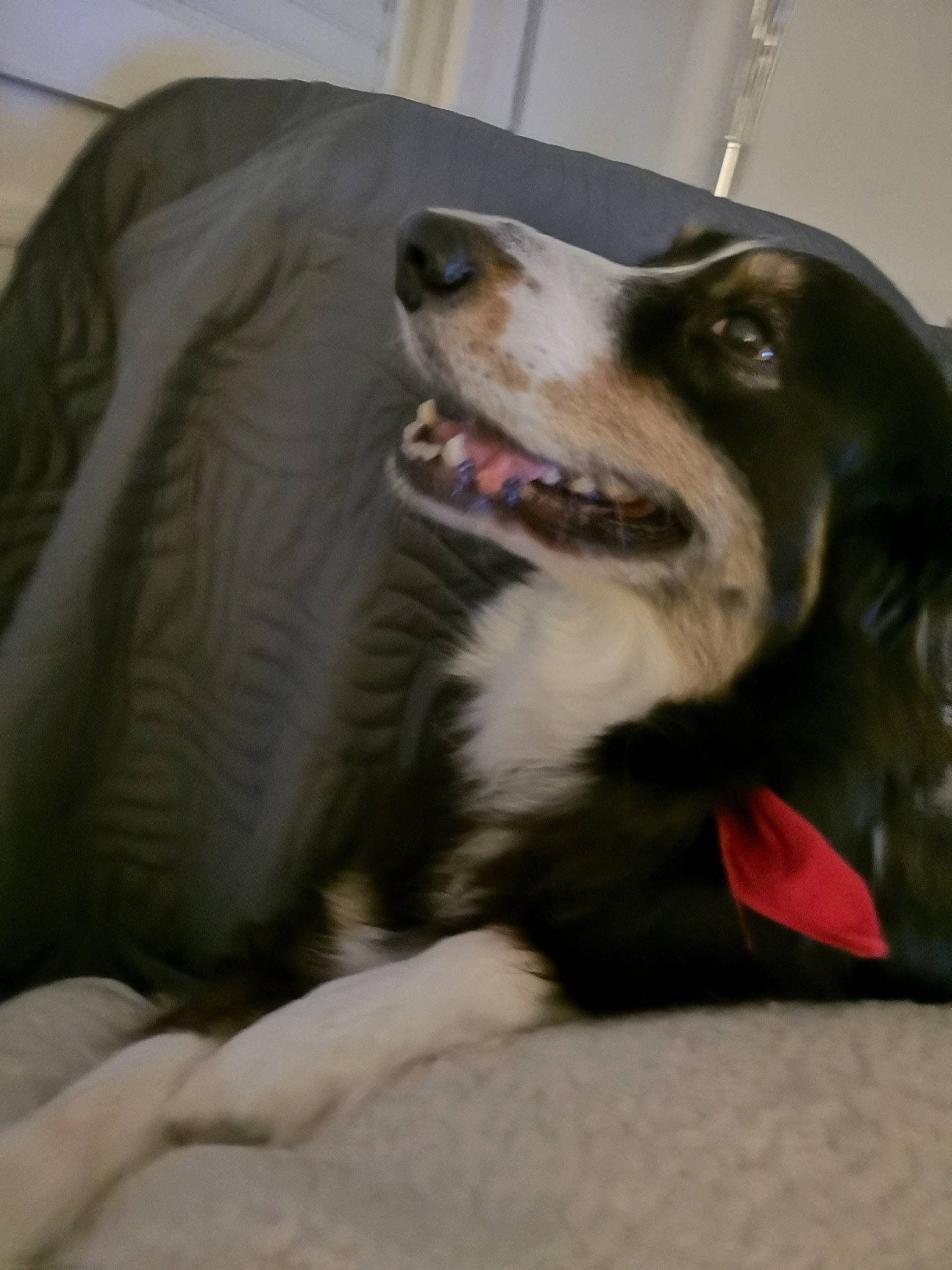 Isis participe au concours pour gagner de l'argent avec cette photo : border_collie, canidae, carnivore, dog, dog_breed, facial_expression, jaw, mammal, saluki, snout, sporting_group, tongue, vertebrate, whiskers, working_dog, yawn