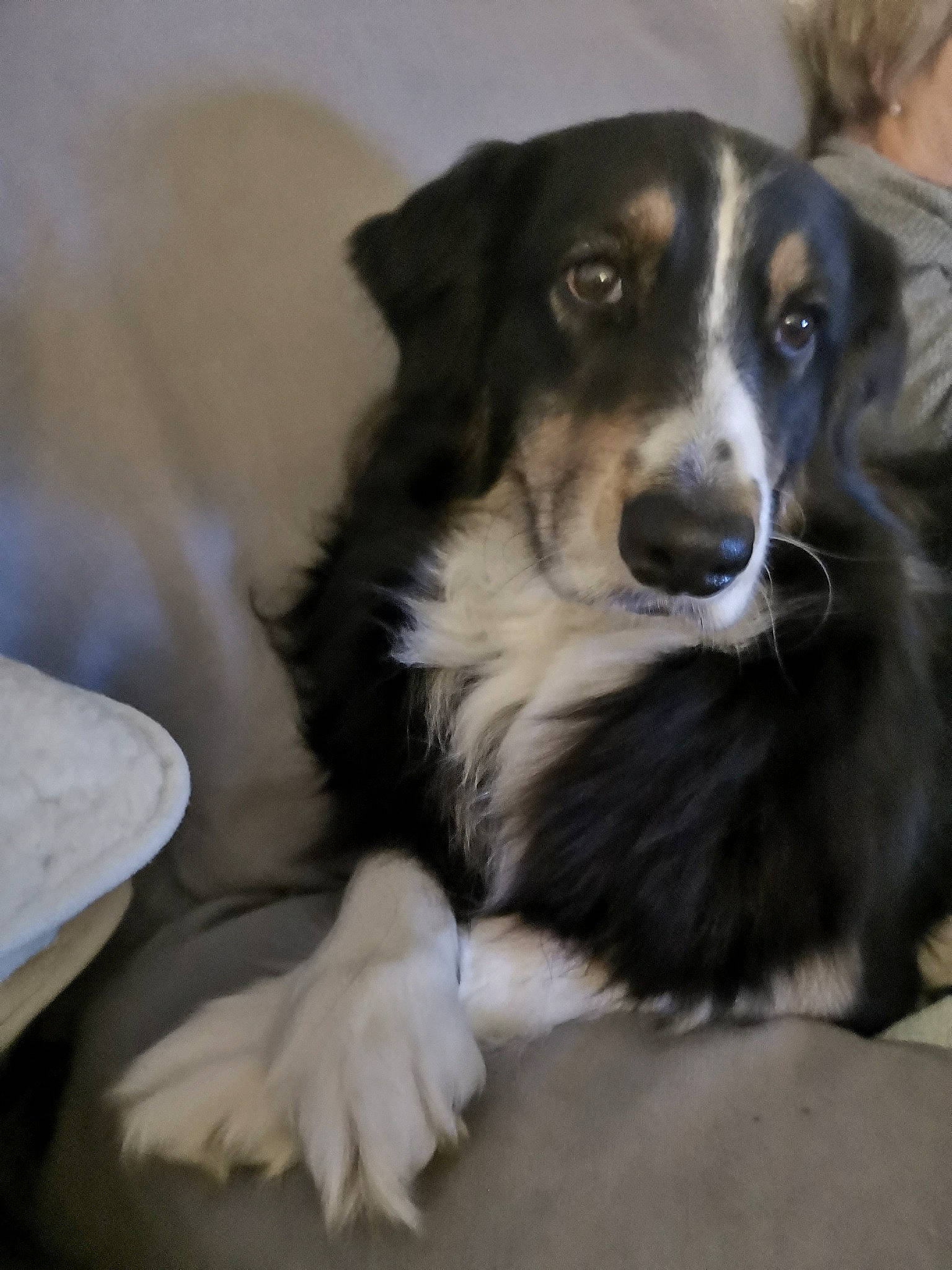 Isis participe au concours pour gagner de l'argent avec cette photo : australian_collie, australian_shepherd, border_collie, canidae, carnivore, companion_dog, dog, dog_breed, english_shepherd, herding_dog, mammal, rare_breed_dog, small_greek_domestic_dog, snout, sporting_group, vertebrate, welsh_sheepdog, working_dog