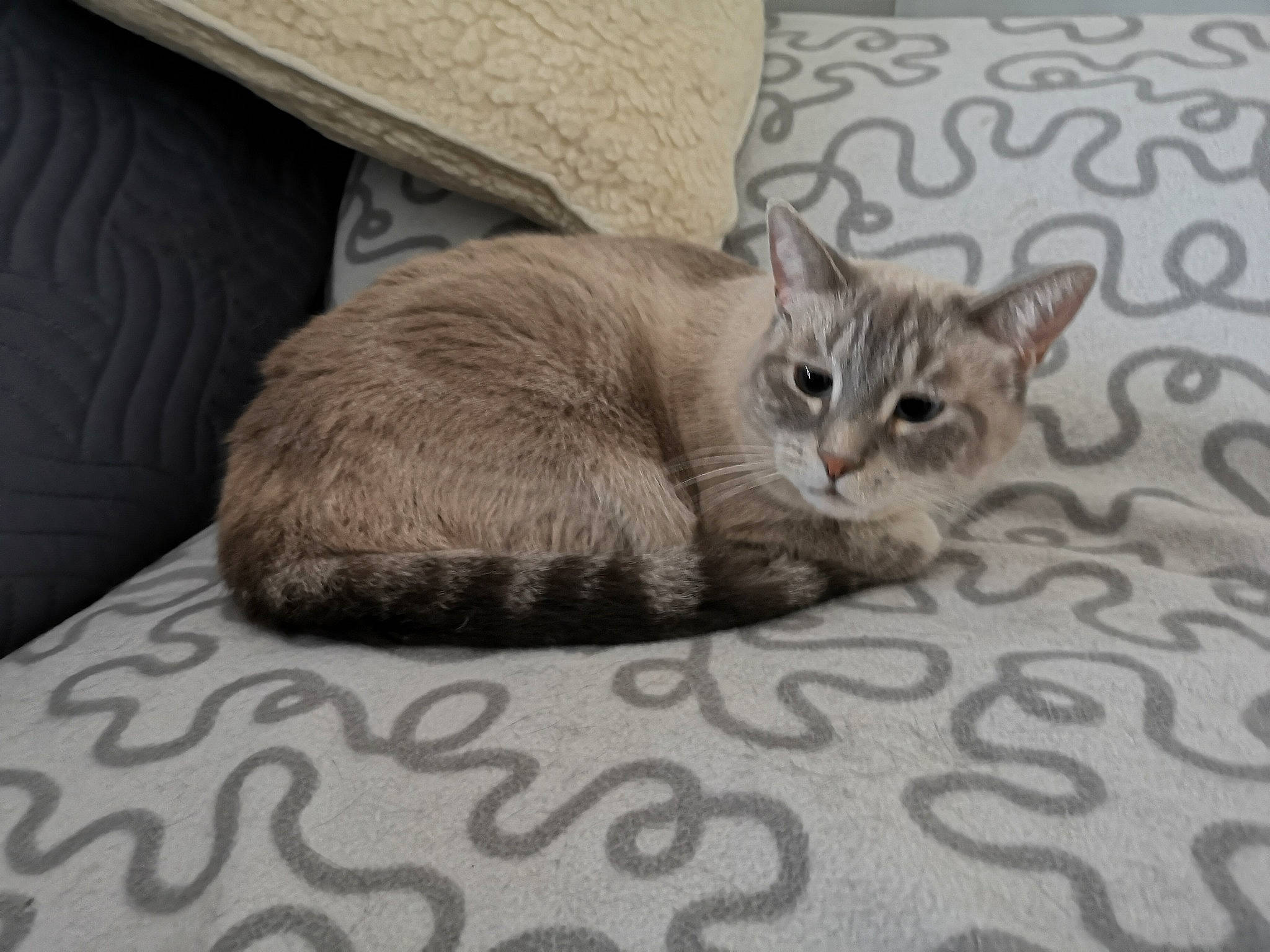 Tigrou participe au concours pour gagner de l'argent avec cette photo : aegean_cat, asian, australian_mist, british_shorthair, burmilla, carnivore, cat, domestic_short_haired_cat, dragon_li, european_shorthair, fawn, felidae, german_rex, kitten, mammal, singapura, small_to_medium_sized_cats, tabby_cat, vertebrate, whiskers