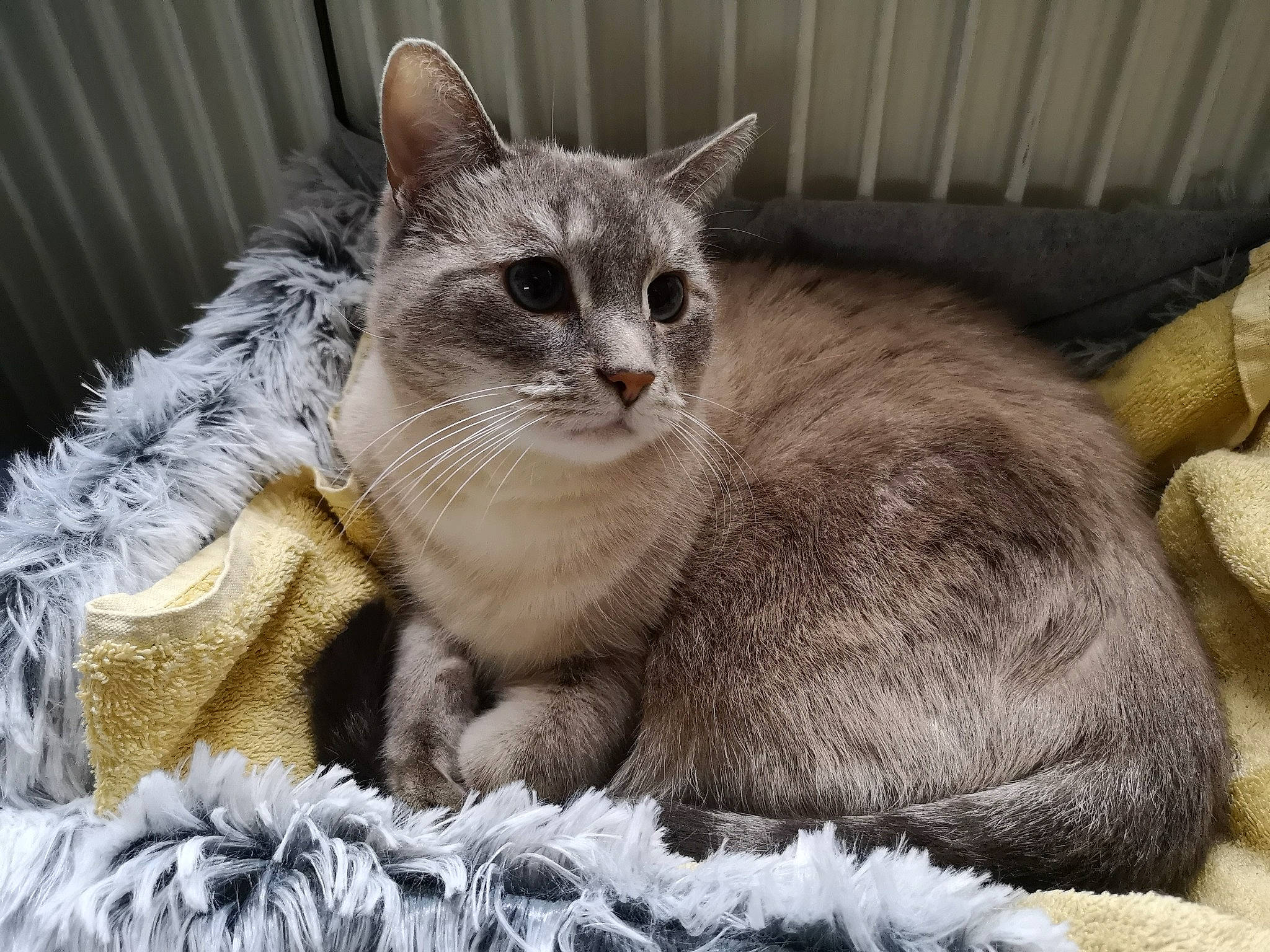 Tigrou participe au concours pour gagner de l'argent avec cette photo : asian, australian_mist, british_semi_longhair, british_shorthair, burmese, burmilla, carnivore, cat, domestic_short_haired_cat, european_shorthair, felidae, kitten, mammal, nebelung, russian_blue, small_to_medium_sized_cats, snout, tabby_cat, vertebrate, whiskers