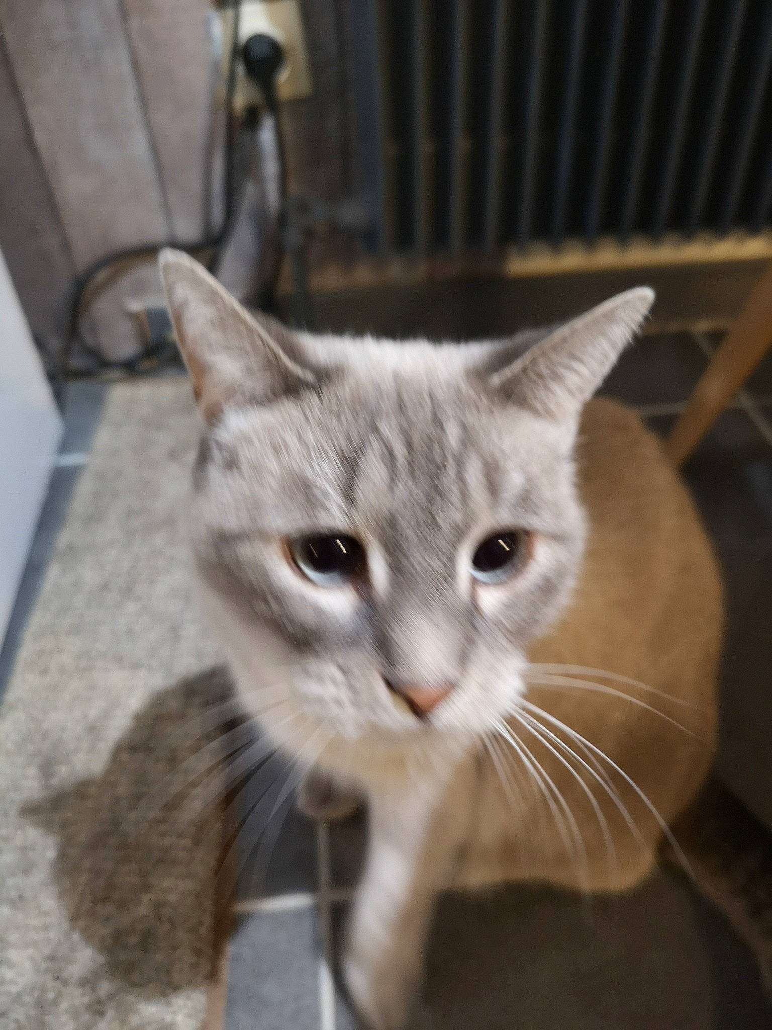 Tigrou participe au concours pour gagner de l'argent avec cette photo : aegean_cat, asian, australian_mist, burmilla, carnivore, cat, domestic_short_haired_cat, european_shorthair, fawn, felidae, kitten, mammal, ojos_azules, singapura, small_to_medium_sized_cats, snout, tabby_cat, whiskers