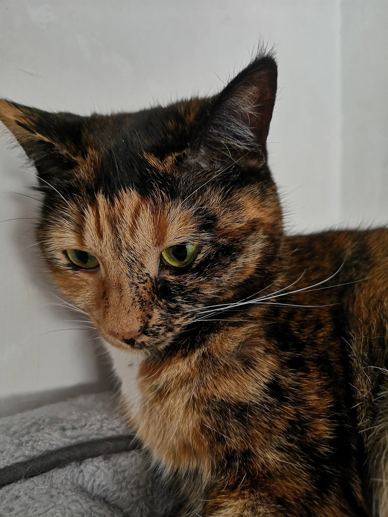 Pupuce participe au concours pour gagner de l'argent avec cette photo : aegean_cat, asian, carnivore, cat, domestic_short_haired_cat, dragon_li, european_shorthair, eye, felidae, fur, kitten, mammal, small_to_medium_sized_cats, snout, tabby_cat, tail, whiskers, wild_cat