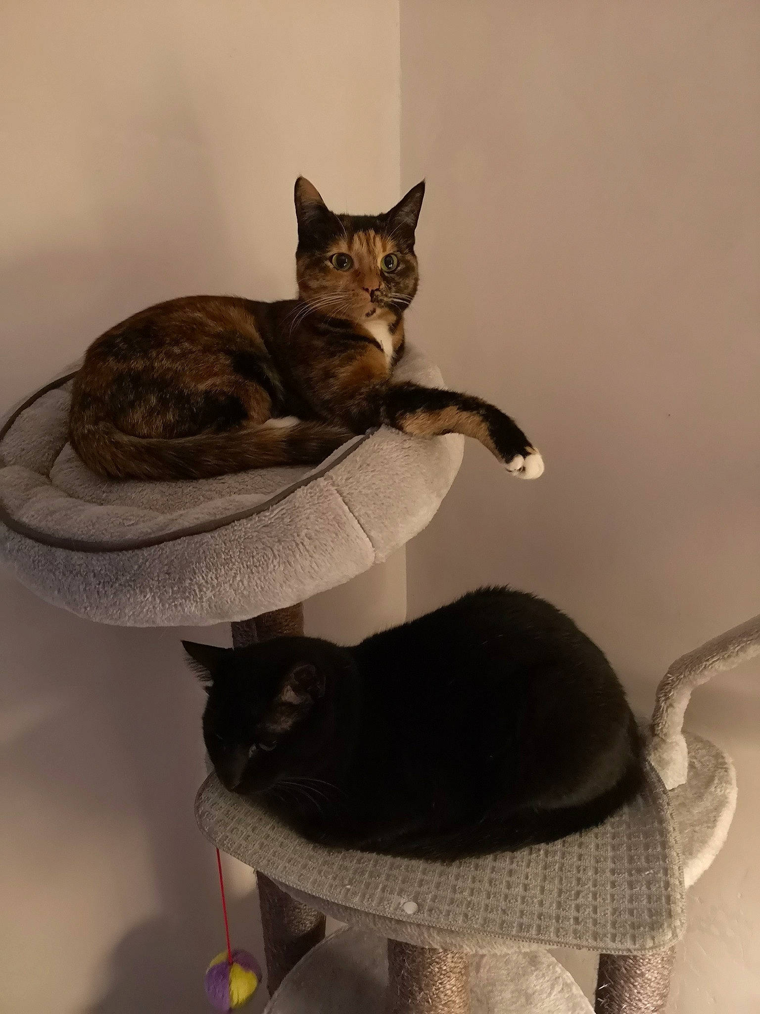 Pupuce participe au concours pour gagner de l'argent avec cette photo : american_shorthair, asian, carnivore, cat, domestic_short_haired_cat, european_shorthair, felidae, german_rex, kitten, ocicat, sitting, small_to_medium_sized_cats, tabby_cat, whiskers