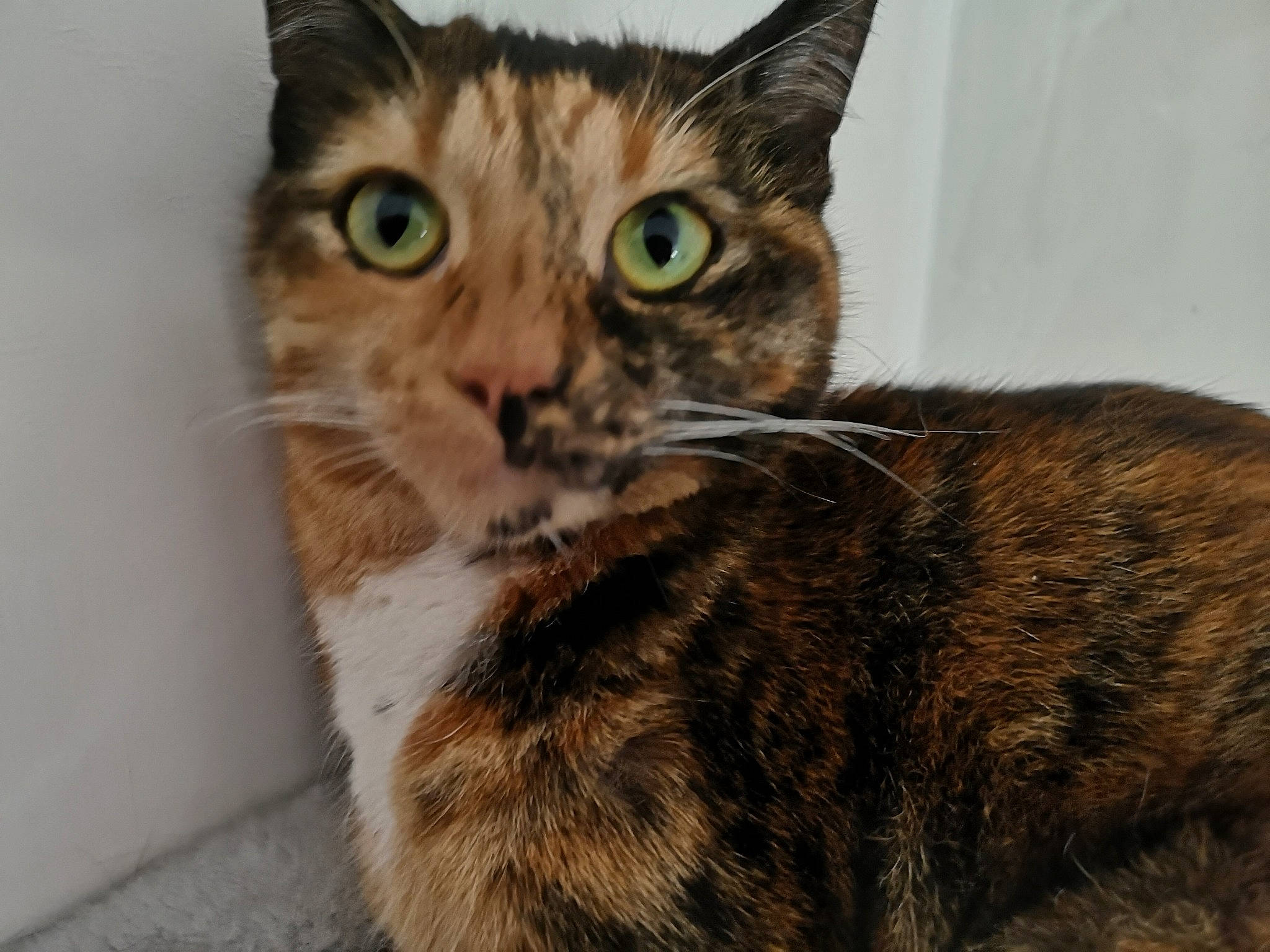 Pupuce participe au concours pour gagner de l'argent avec cette photo : aegean_cat, american_shorthair, american_wirehair, arabian_mau, asian, australian_mist, carnivore, cat, domestic_short_haired_cat, dragon_li, european_shorthair, eye, felidae, fur, kitten, mammal, small_to_medium_sized_cats, snout, tabby_cat, whiskers