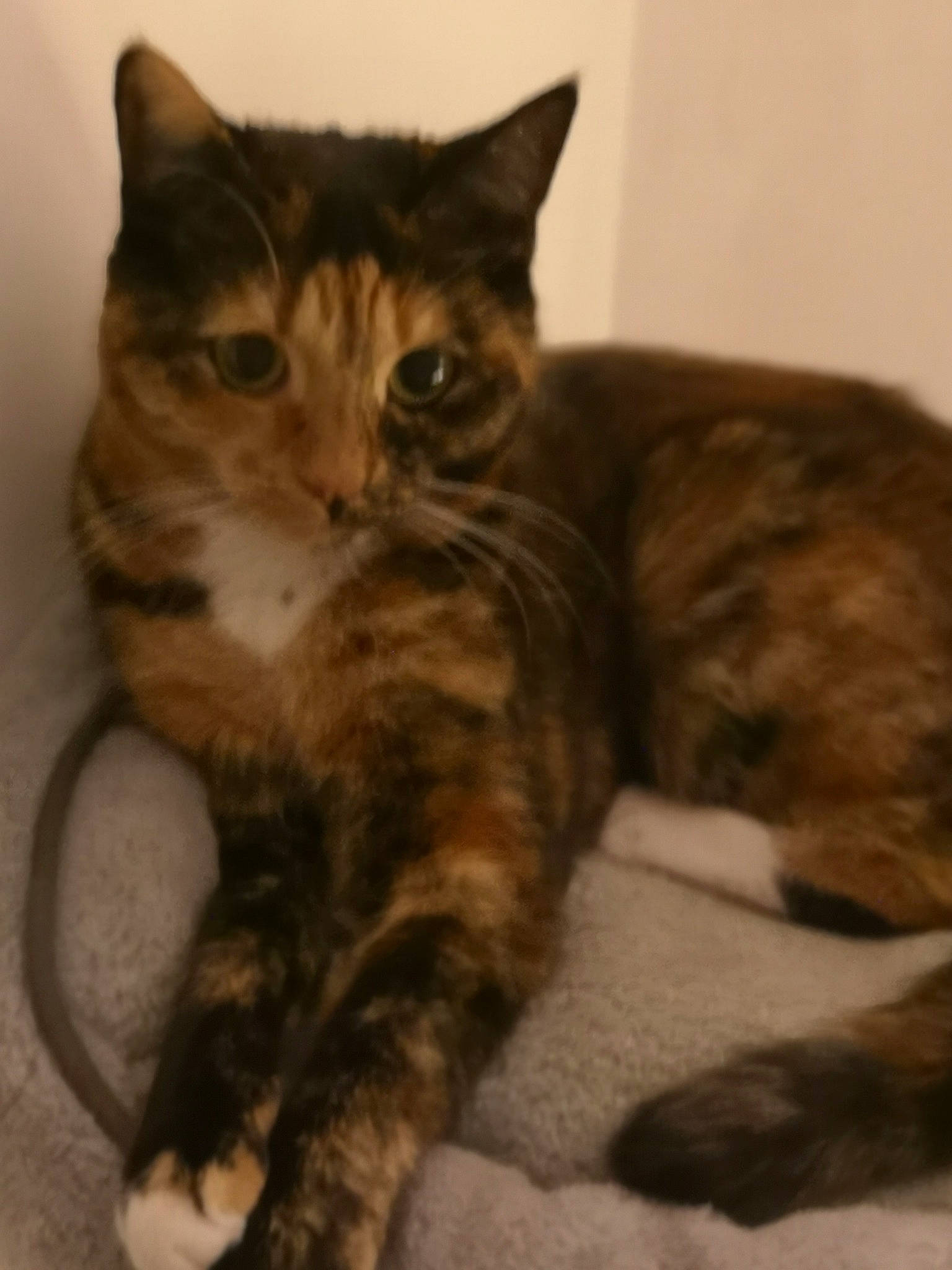 Pupuce participe au concours pour gagner de l'argent avec cette photo : american_shorthair, american_wirehair, asian, california_spangled, carnivore, cat, domestic_short_haired_cat, dragon_li, european_shorthair, felidae, fur, kitten, maine_coon, mammal, polydactyl_cat, small_to_medium_sized_cats, tabby_cat, tail, vertebrate, whiskers