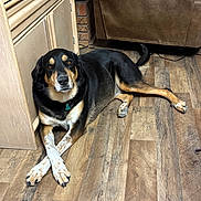 Raider joined the competition — help win amazing prizes! dog, black_and_tan, mixed_breed, lying_down, crossed_paws, portrait, indoors, wooden_floor, furniture, cabinet, recliner, living_room, collar, tag, floppy_ears, brown_eyes, pet, relaxed, cozy, photography