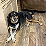 dog, black_and_tan, mixed_breed, lying_down, crossed_paws, portrait, indoors, wooden_floor, furniture, cabinet, recliner, living_room, collar, tag, floppy_ears, brown_eyes, pet, relaxed, cozy, photography