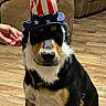 Raider is registered to the contest to win money with this photo: dog, pet, portrait, patriotic_hat, uncle_sam_hat, stars_and_stripes, tricolor, black_white_brown, sitting, indoors, living_room, couch, wood_floor, hand, costume, holiday, america, headwear, fluffy_fur, front_facing