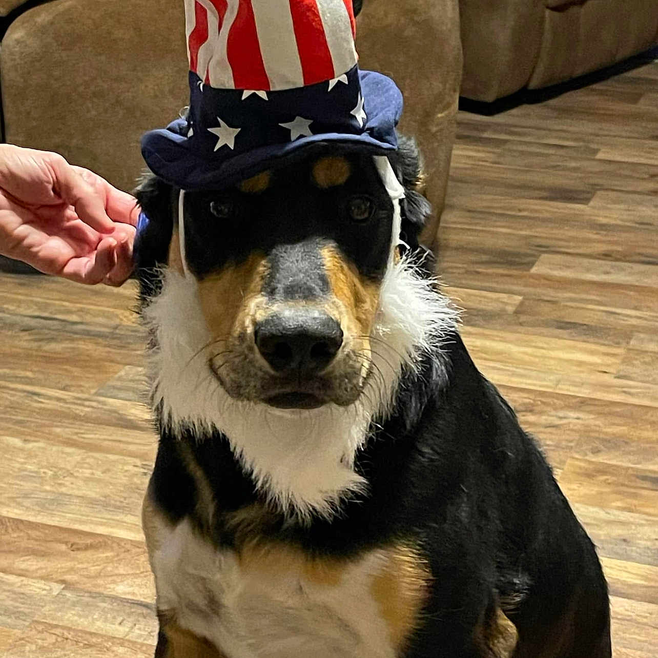Raider is registered to the contest to win money with this photo: dog, pet, portrait, patriotic_hat, uncle_sam_hat, stars_and_stripes, tricolor, black_white_brown, sitting, indoors, living_room, couch, wood_floor, hand, costume, holiday, america, headwear, fluffy_fur, front_facing
