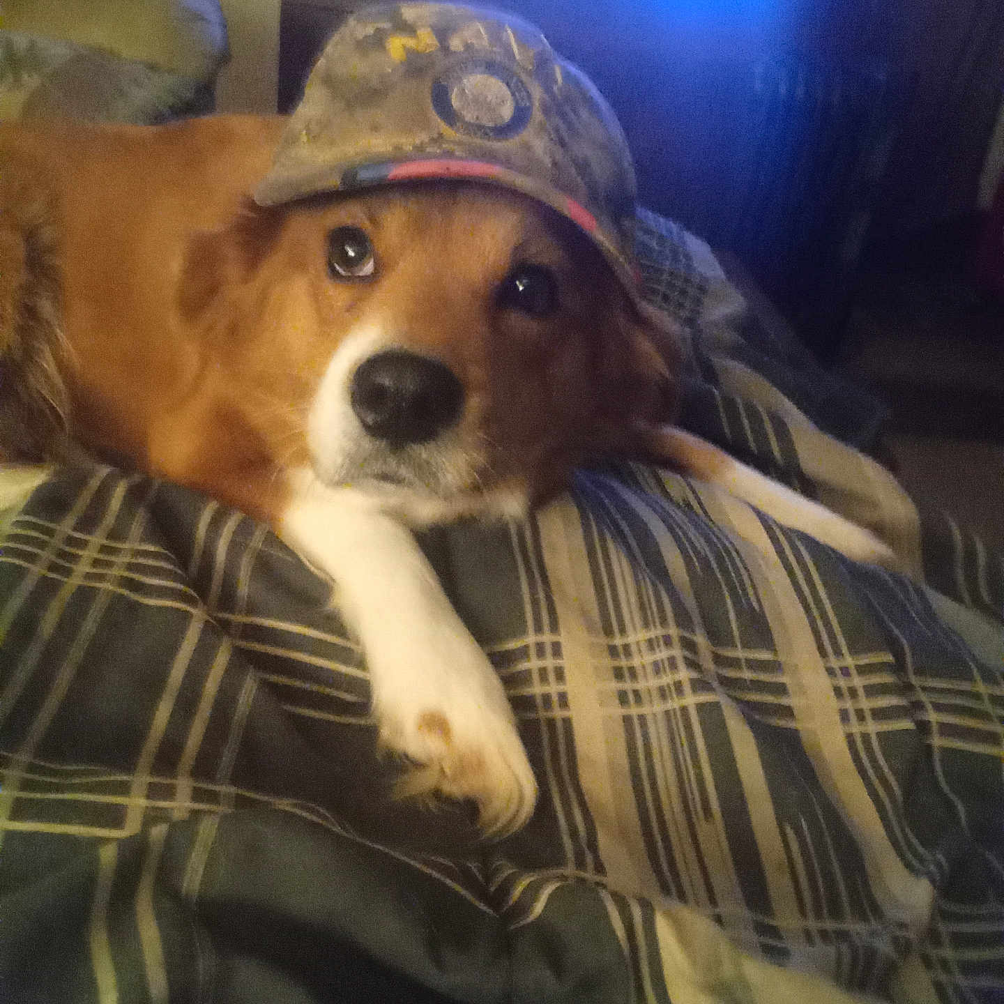 Cadie is registered to the contest to win money with this photo: animal, baby, baseballcap, beagle, blanket, canine, cap, clothing, cockerspaniel, couch, cushion, dog, furniture, hat, homedecor, hound, linen, person, pet, puppy