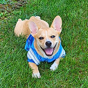 Lady joined the competition — help win amazing prizes! dog, grass, blue_shirt, smiling, happy, outdoor, pet, canine, animal, nature, green, ears, tongue, fur, playful, summer, lying_down, cute, friendly, daylight