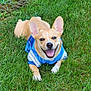 dog, grass, blue_shirt, smiling, happy, outdoor, pet, canine, animal, nature, green, ears, tongue, fur, playful, summer, lying_down, cute, friendly, daylight
