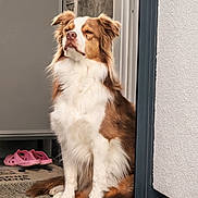 Ouchka participe au concours pour gagner de l'argent avec cette photo : dog, brown_and_white, sitting, doorway, mat, slippers, indoor, pet, fur, ears, snout, white_wall, tile_floor, window, furniture, calm, alert, portrait, domestic, house