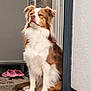 dog, brown_and_white, sitting, doorway, mat, slippers, indoor, pet, fur, ears, snout, white_wall, tile_floor, window, furniture, calm, alert, portrait, domestic, house
