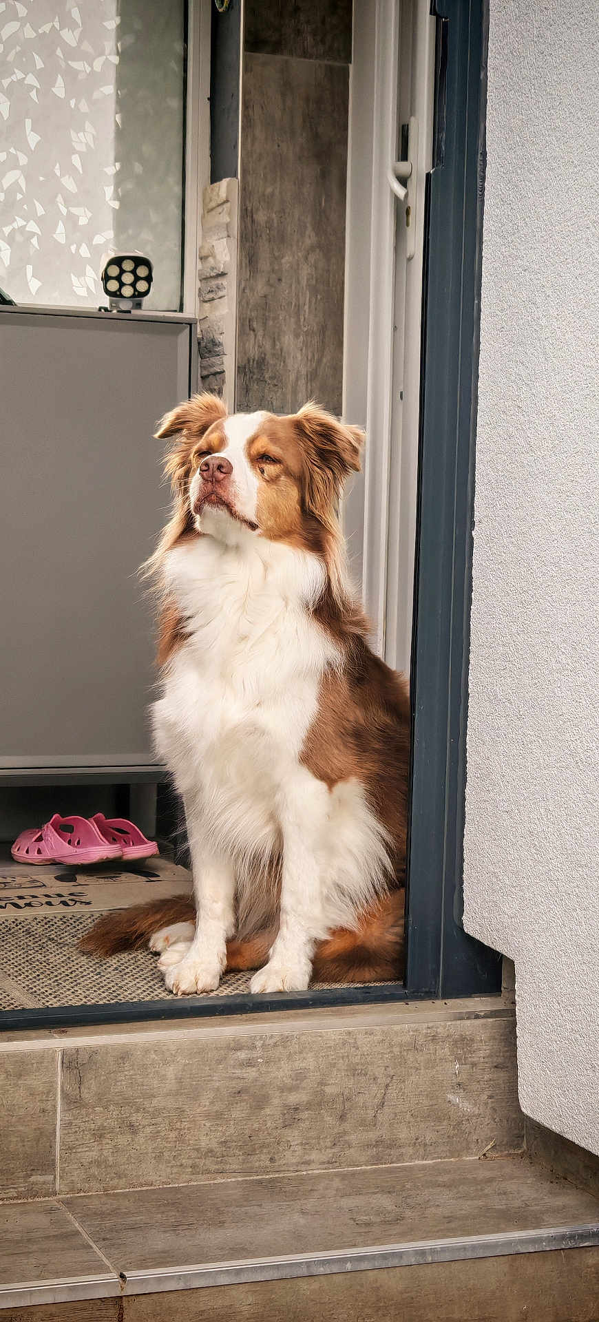 Ouchka participe au concours pour gagner de l'argent avec cette photo : dog, brown_and_white, sitting, doorway, mat, slippers, indoor, pet, fur, ears, snout, white_wall, tile_floor, window, furniture, calm, alert, portrait, domestic, house