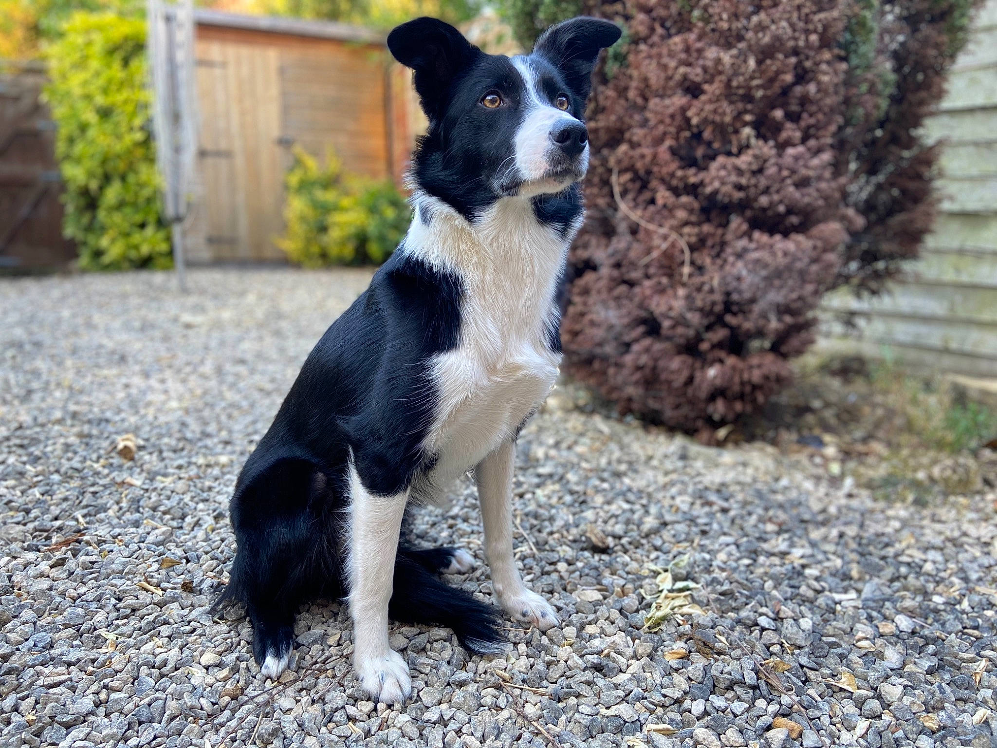 Bessie is registered to the contest to win money with this photo: australian_collie, border_collie, canidae, carnivore, companion_dog, dog, dog_breed, english_shepherd, herding_dog, karelian_bear_dog, mammal, mcnab, rare_breed_dog, russo_european_laika, sporting_group, stabyhoun, vertebrate, welsh_sheepdog, working_dog